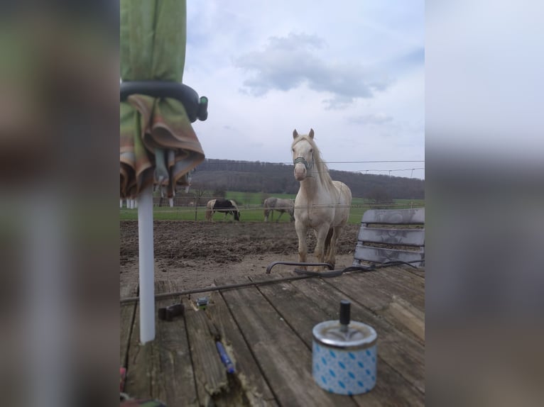 Cob Irlandese / Tinker / Gypsy Vanner Castrone 5 Anni 147 cm Palomino in Warstein