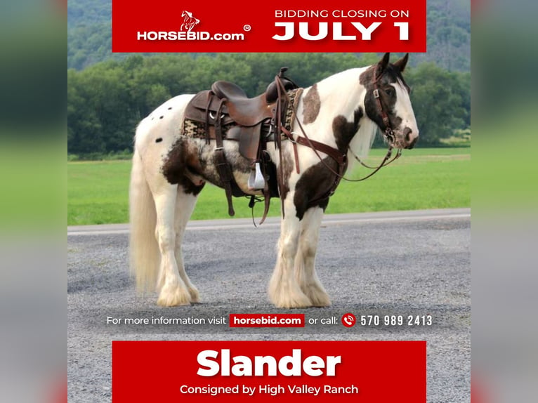 Cob Irlandese / Tinker / Gypsy Vanner Castrone 5 Anni 147 cm Pezzato in Allenwood, PA