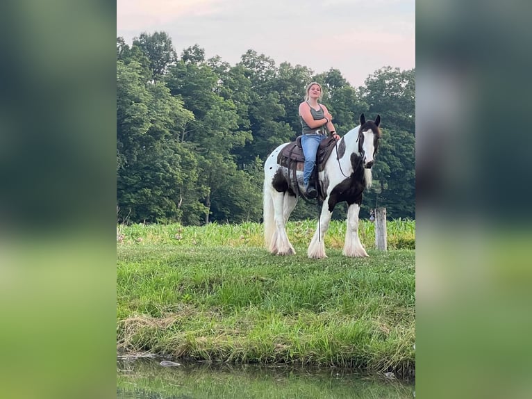 Cob Irlandese / Tinker / Gypsy Vanner Castrone 5 Anni 147 cm Pezzato in Allenwood, PA