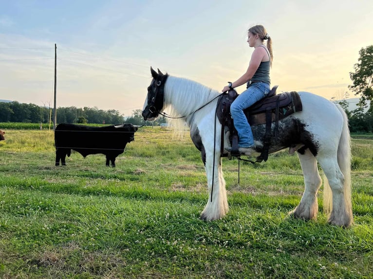 Cob Irlandese / Tinker / Gypsy Vanner Castrone 5 Anni 147 cm Pezzato in Allenwood, PA