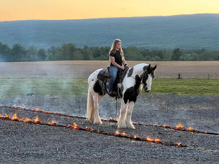 Cob Irlandese / Tinker / Gypsy Vanner Castrone 5 Anni 147 cm Pezzato in Allenwood, PA