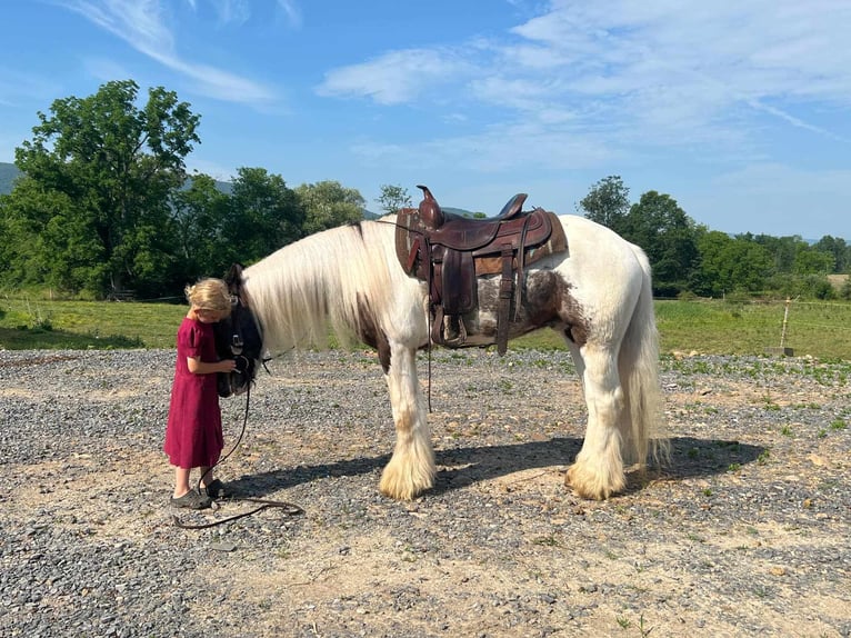 Cob Irlandese / Tinker / Gypsy Vanner Castrone 5 Anni 147 cm Pezzato in Allenwood, PA