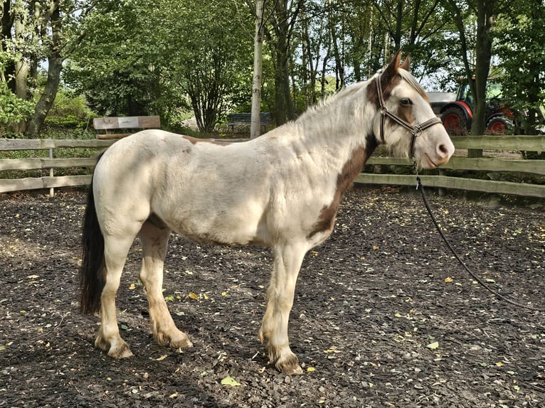 Cob Irlandese / Tinker / Gypsy Vanner Mix Castrone 5 Anni 148 cm Pezzato in Haselbachtal