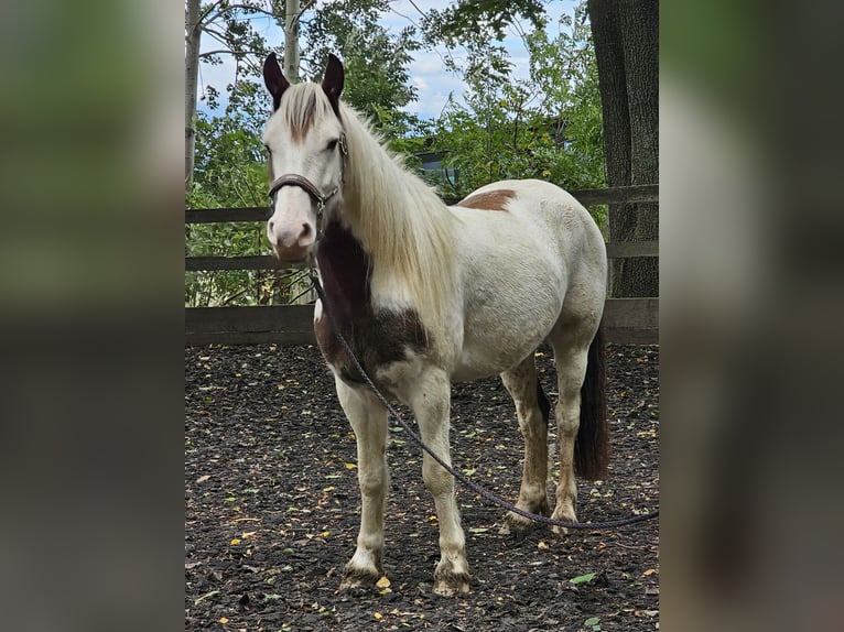 Cob Irlandese / Tinker / Gypsy Vanner Mix Castrone 5 Anni 148 cm Pezzato in Haselbachtal