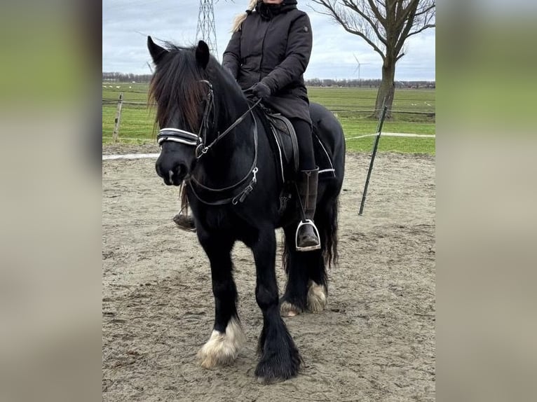 Cob Irlandese / Tinker / Gypsy Vanner Castrone 5 Anni 149 cm Morello in Zwartewaal