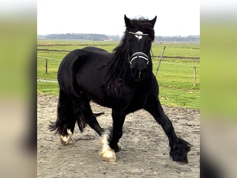 Cob Irlandese / Tinker / Gypsy Vanner Castrone 5 Anni 149 cm Morello in Zwartewaal