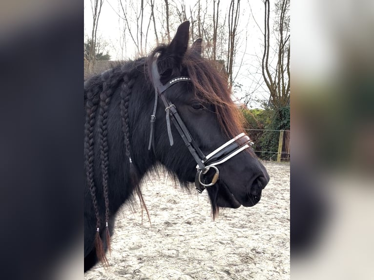 Cob Irlandese / Tinker / Gypsy Vanner Castrone 5 Anni 149 cm Morello in Zwartewaal