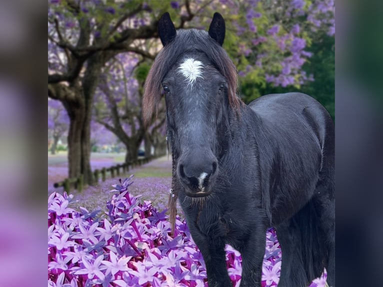 Cob Irlandese / Tinker / Gypsy Vanner Castrone 5 Anni 149 cm Morello in Zwartewaal