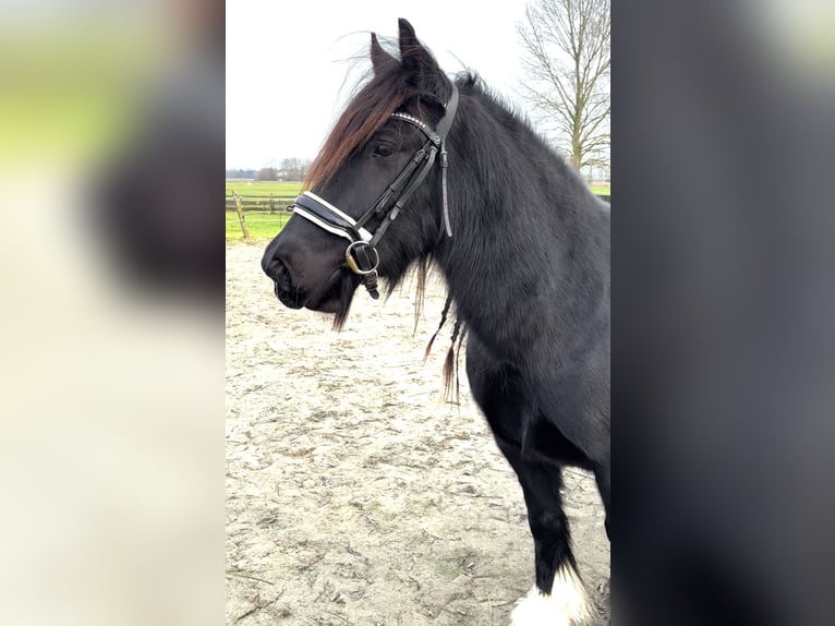 Cob Irlandese / Tinker / Gypsy Vanner Castrone 5 Anni 149 cm Morello in Zwartewaal