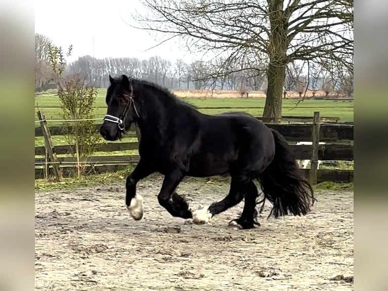 Cob Irlandese / Tinker / Gypsy Vanner Castrone 5 Anni 149 cm Morello in Zwartewaal