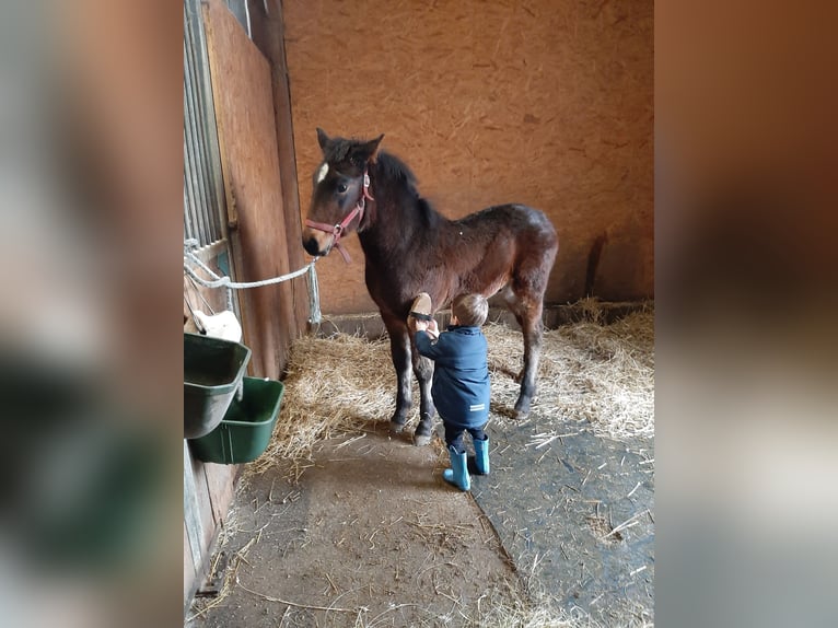 Cob Irlandese / Tinker / Gypsy Vanner Mix Castrone 5 Anni 150 cm Baio in Winkl