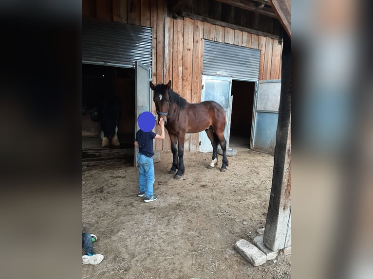 Cob Irlandese / Tinker / Gypsy Vanner Mix Castrone 5 Anni 150 cm Baio in Winkl