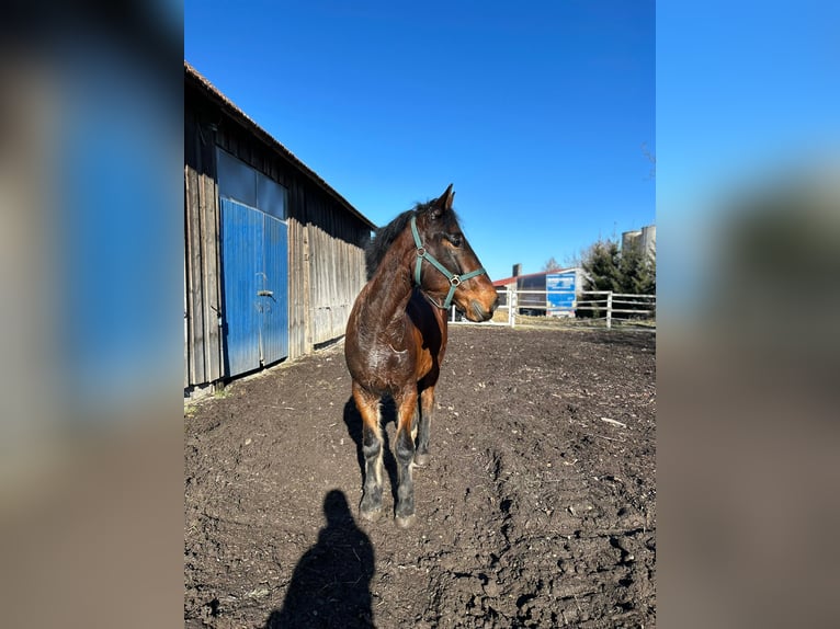 Cob Irlandese / Tinker / Gypsy Vanner Mix Castrone 5 Anni 150 cm Baio in Winkl