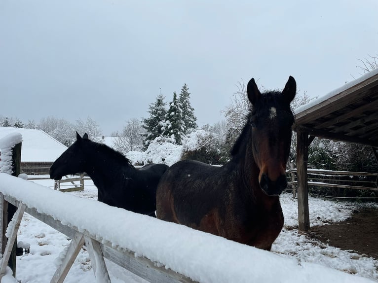 Cob Irlandese / Tinker / Gypsy Vanner Mix Castrone 5 Anni 150 cm Baio in Winkl