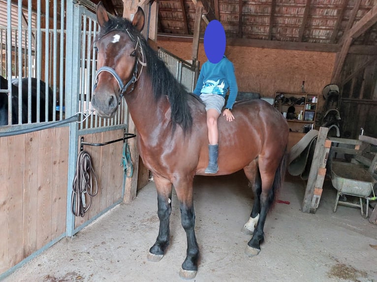 Cob Irlandese / Tinker / Gypsy Vanner Mix Castrone 5 Anni 150 cm Baio in Winkl