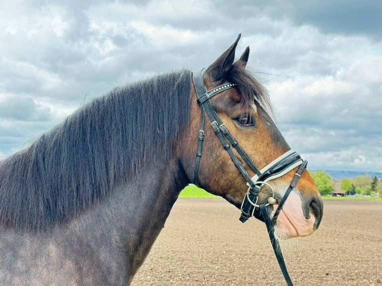 Cob Irlandese / Tinker / Gypsy Vanner Castrone 5 Anni 150 cm Baio in Heilsbronn