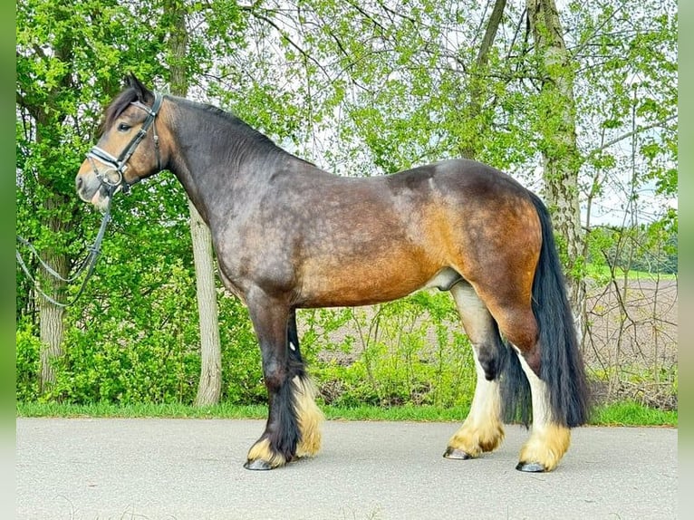 Cob Irlandese / Tinker / Gypsy Vanner Castrone 5 Anni 150 cm Baio in Heilsbronn