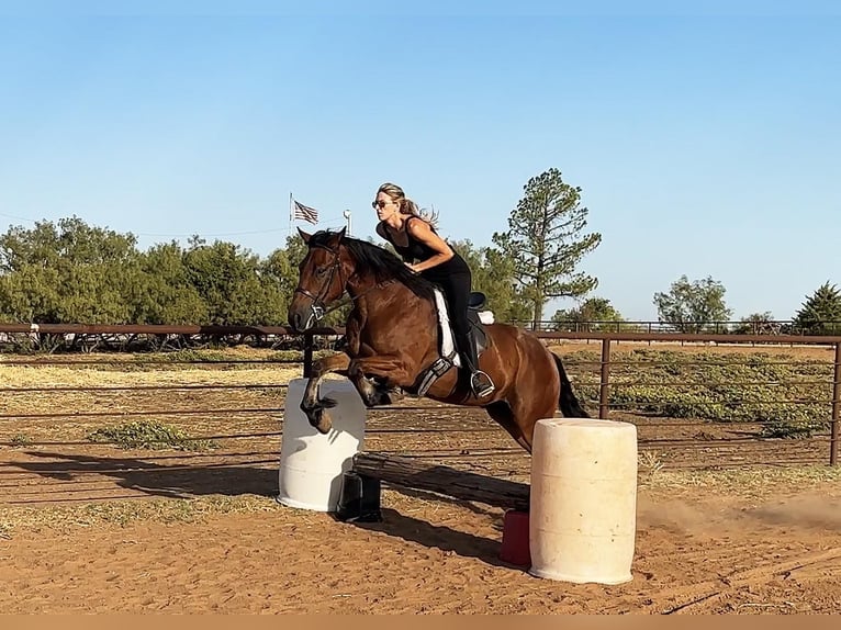 Cob Irlandese / Tinker / Gypsy Vanner Castrone 5 Anni 150 cm Baio ciliegia in Byers TX