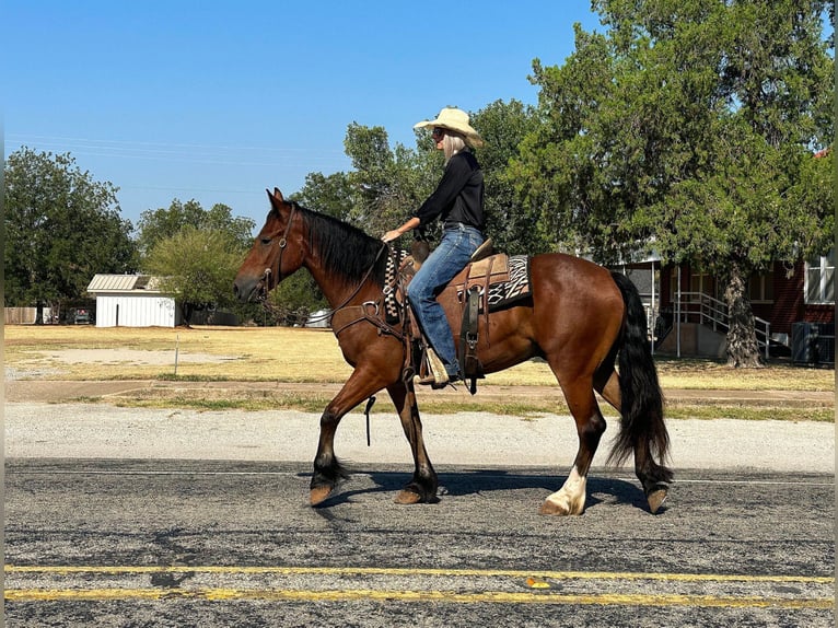 Cob Irlandese / Tinker / Gypsy Vanner Castrone 5 Anni 150 cm Baio ciliegia in Byers TX