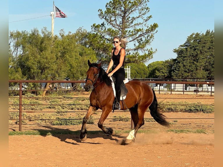 Cob Irlandese / Tinker / Gypsy Vanner Castrone 5 Anni 150 cm Baio ciliegia in Byers TX