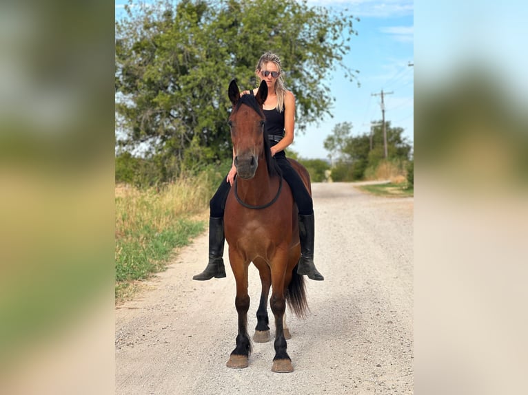 Cob Irlandese / Tinker / Gypsy Vanner Castrone 5 Anni 150 cm Baio ciliegia in Byers TX