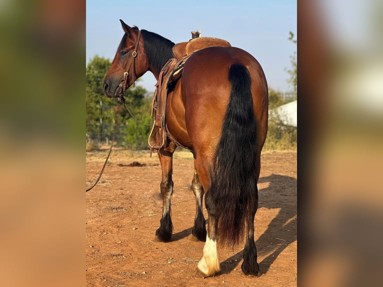 Cob Irlandese / Tinker / Gypsy Vanner Castrone 5 Anni 150 cm Baio ciliegia in Byers TX