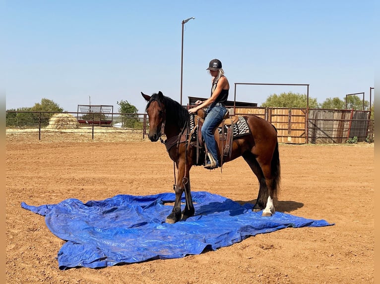 Cob Irlandese / Tinker / Gypsy Vanner Castrone 5 Anni 150 cm Baio ciliegia in Byers TX