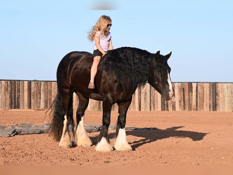 Cob Irlandese / Tinker / Gypsy Vanner Castrone 5 Anni 150 cm Morello in Canyon, TX