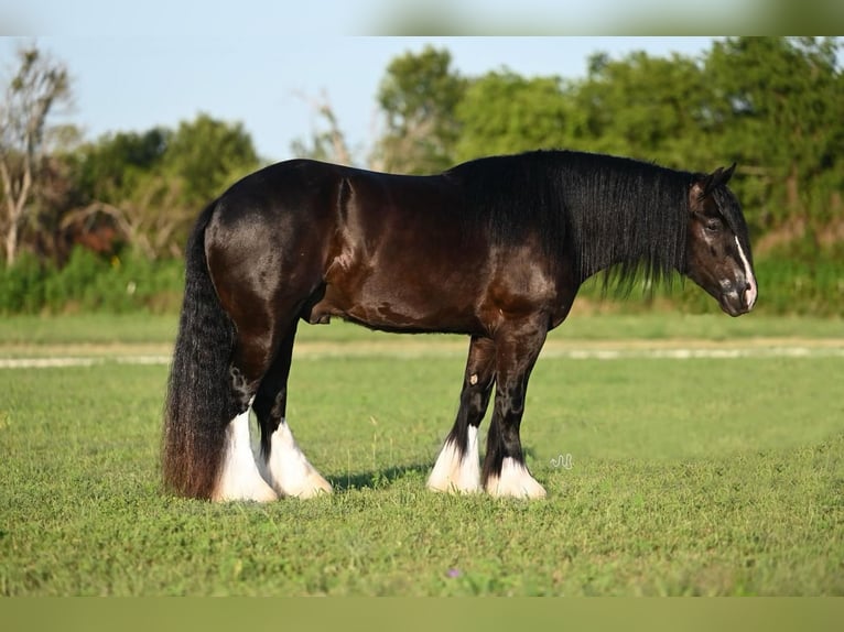 Cob Irlandese / Tinker / Gypsy Vanner Castrone 5 Anni 150 cm Morello in Canyon, TX