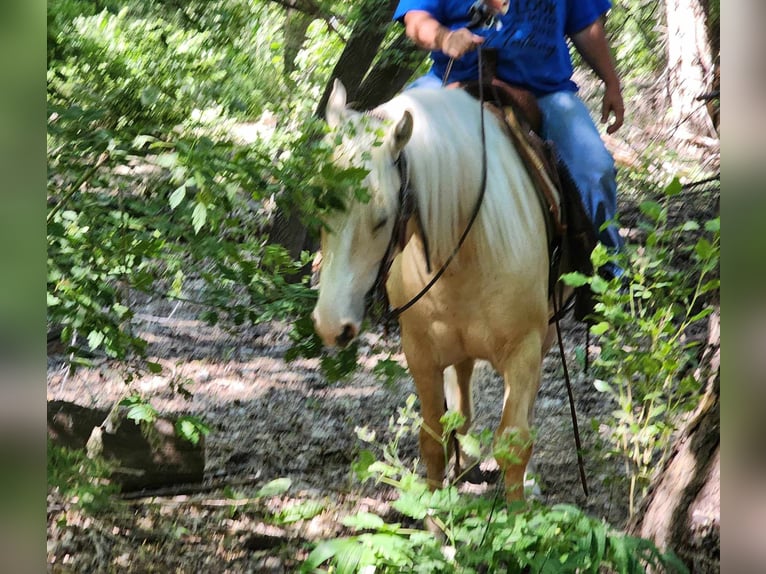 Cob Irlandese / Tinker / Gypsy Vanner Mix Castrone 5 Anni 150 cm Palomino in Blackfoot, ID