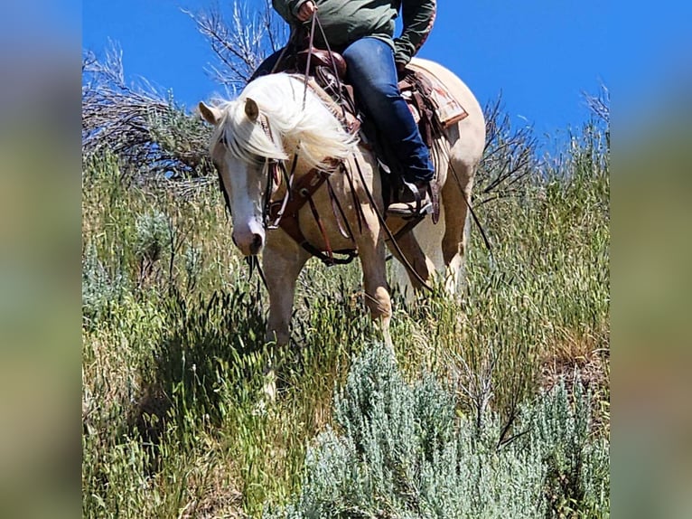 Cob Irlandese / Tinker / Gypsy Vanner Mix Castrone 5 Anni 150 cm Palomino in Blackfoot, ID