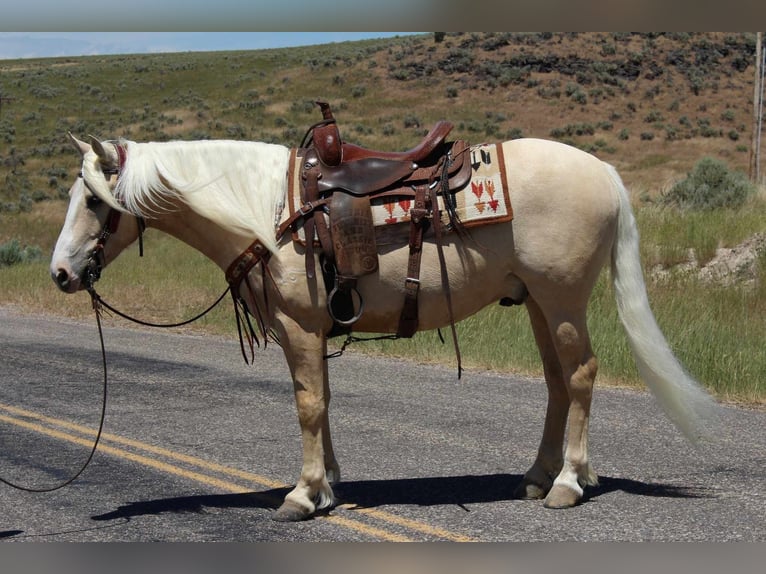 Cob Irlandese / Tinker / Gypsy Vanner Mix Castrone 5 Anni 150 cm Palomino in Blackfoot, ID