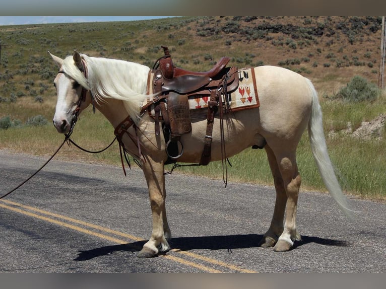 Cob Irlandese / Tinker / Gypsy Vanner Mix Castrone 5 Anni 150 cm Palomino in Blackfoot, ID