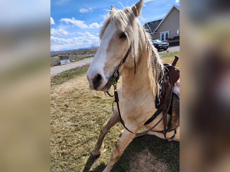 Cob Irlandese / Tinker / Gypsy Vanner Mix Castrone 5 Anni 150 cm Palomino in Blackfoot, ID