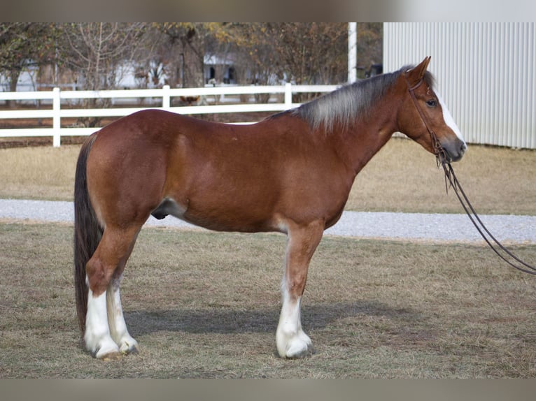 Cob Irlandese / Tinker / Gypsy Vanner Castrone 5 Anni 150 cm Sauro scuro in Amory, MS