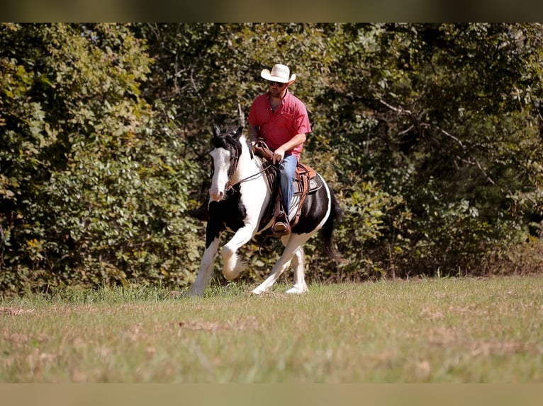 Cob Irlandese / Tinker / Gypsy Vanner Castrone 5 Anni 150 cm Tobiano-tutti i colori in Santa Fe, TN