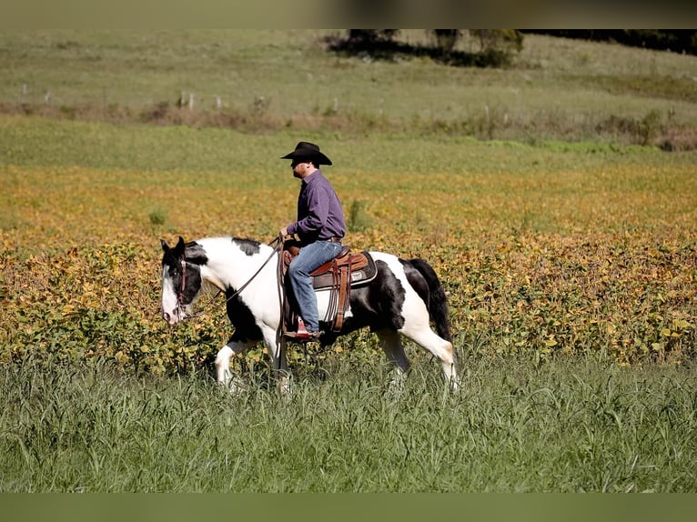 Cob Irlandese / Tinker / Gypsy Vanner Castrone 5 Anni 150 cm Tobiano-tutti i colori in Santa Fe, TN