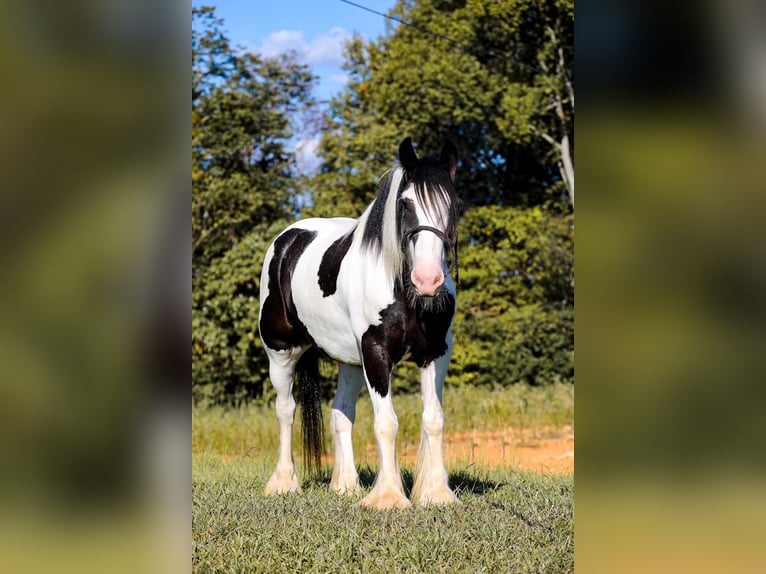 Cob Irlandese / Tinker / Gypsy Vanner Castrone 5 Anni 150 cm Tobiano-tutti i colori in Santa Fe, TN