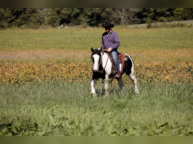 Cob Irlandese / Tinker / Gypsy Vanner Castrone 5 Anni 150 cm Tobiano-tutti i colori in Santa Fe, TN