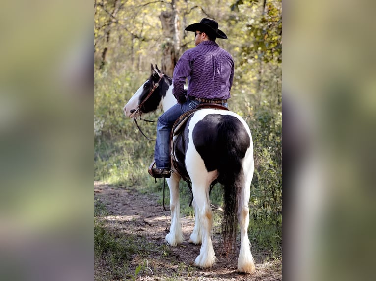 Cob Irlandese / Tinker / Gypsy Vanner Castrone 5 Anni 150 cm Tobiano-tutti i colori in Santa Fe, TN