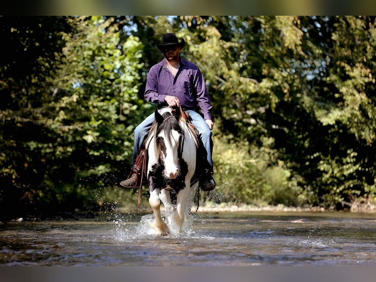 Cob Irlandese / Tinker / Gypsy Vanner Castrone 5 Anni 150 cm Tobiano-tutti i colori in Santa Fe, TN