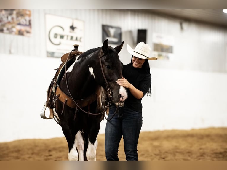 Cob Irlandese / Tinker / Gypsy Vanner Mix Castrone 5 Anni 152 cm Pezzato in Fergus Falls, MN