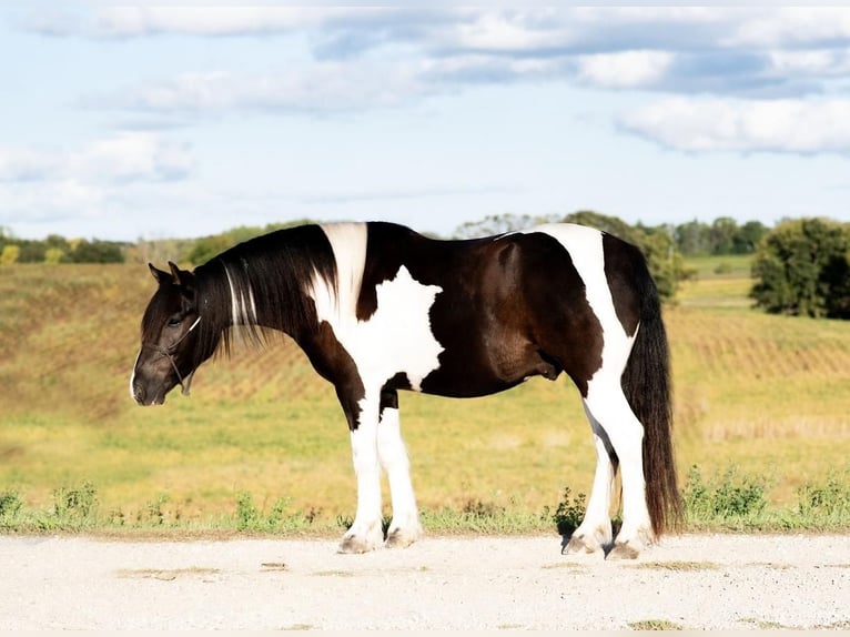 Cob Irlandese / Tinker / Gypsy Vanner Mix Castrone 5 Anni 152 cm Pezzato in Fergus Falls, MN