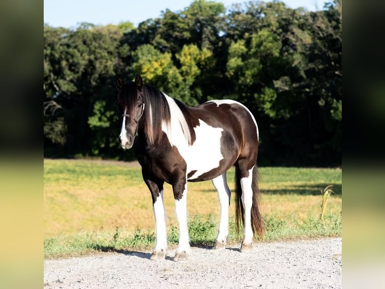 Cob Irlandese / Tinker / Gypsy Vanner Mix Castrone 5 Anni 152 cm Pezzato in Fergus Falls, MN