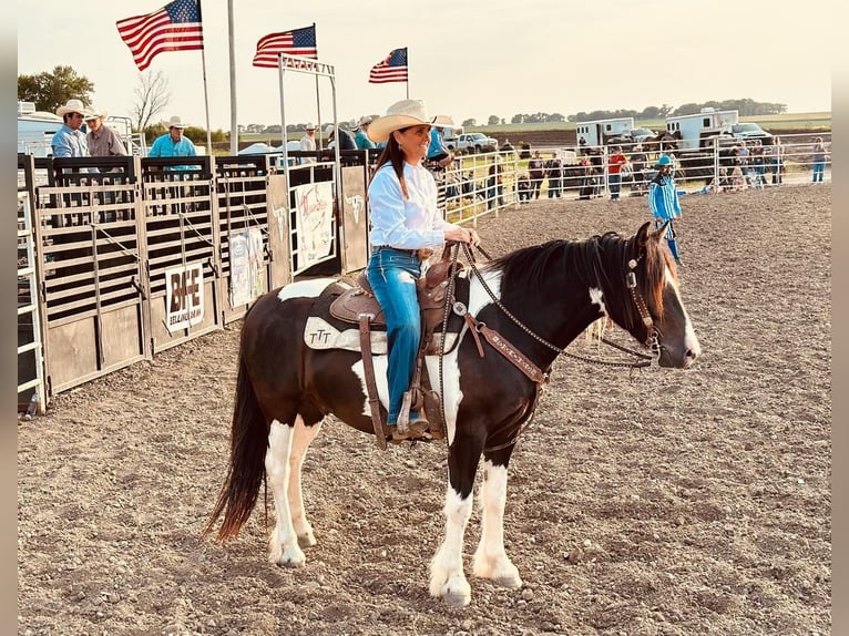 Cob Irlandese / Tinker / Gypsy Vanner Mix Castrone 5 Anni 152 cm Pezzato in Fergus Falls, MN