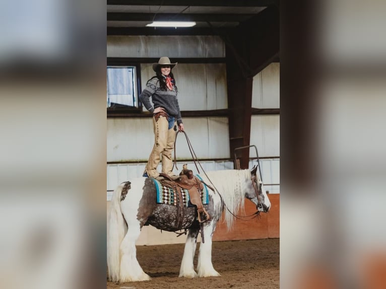 Cob Irlandese / Tinker / Gypsy Vanner Castrone 5 Anni 152 cm Tobiano-tutti i colori in Austin