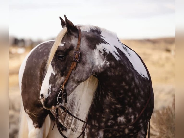 Cob Irlandese / Tinker / Gypsy Vanner Castrone 5 Anni 152 cm Tobiano-tutti i colori in Austin