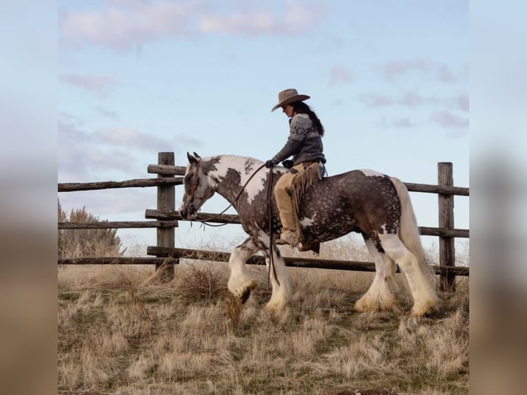 Cob Irlandese / Tinker / Gypsy Vanner Castrone 5 Anni 152 cm Tobiano-tutti i colori in Austin