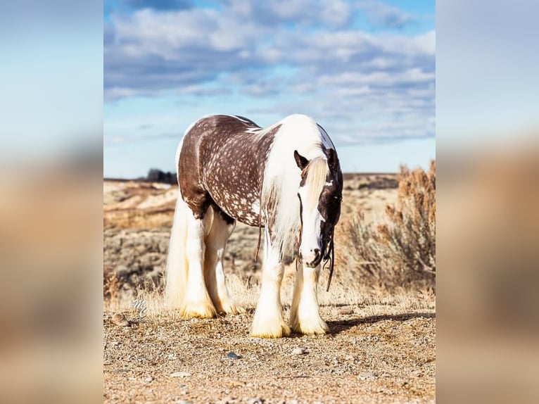 Cob Irlandese / Tinker / Gypsy Vanner Castrone 5 Anni 152 cm Tobiano-tutti i colori in Austin