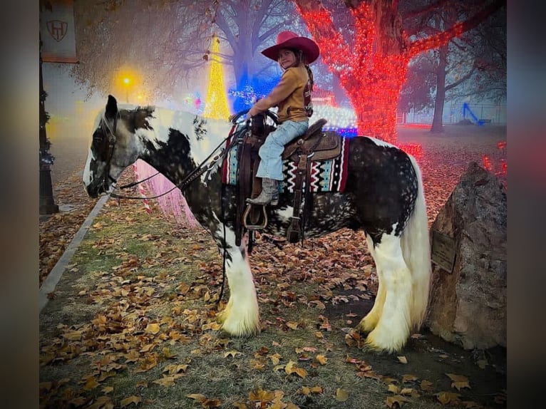 Cob Irlandese / Tinker / Gypsy Vanner Castrone 5 Anni 152 cm Tobiano-tutti i colori in Austin